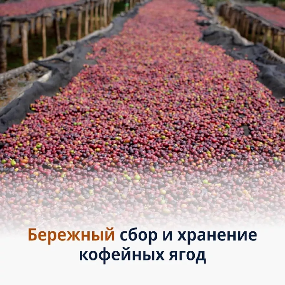 Кофе в зернах DeLonghi Signature coffee Mild Blend. 250 гр.